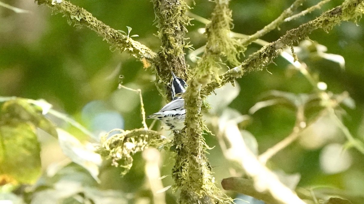 Black-and-white Warbler - ML641293450