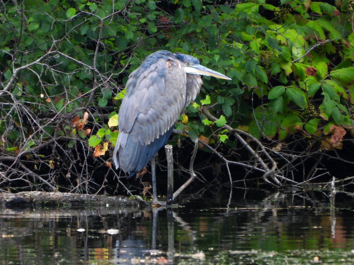 Great Blue Heron - ML641293451