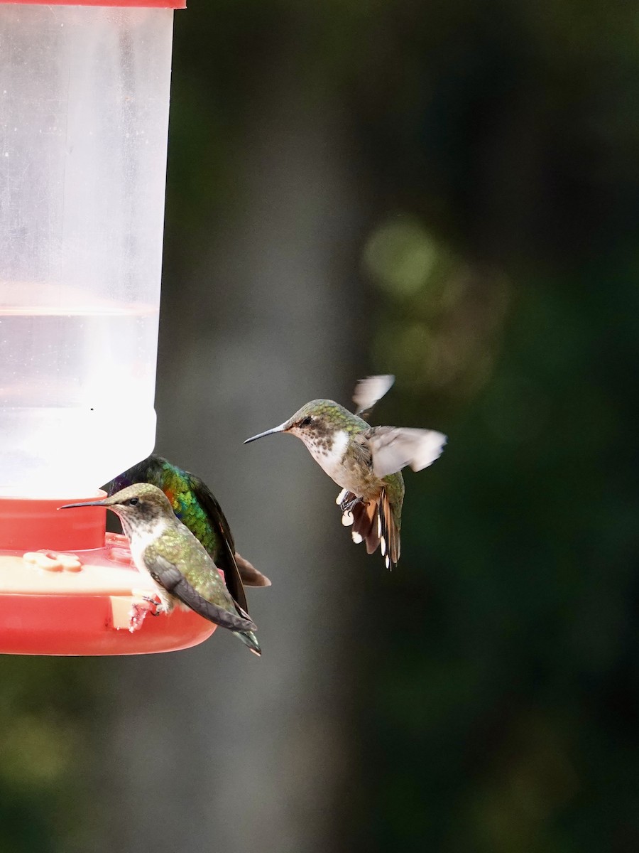 Volcano Hummingbird - ML641293452