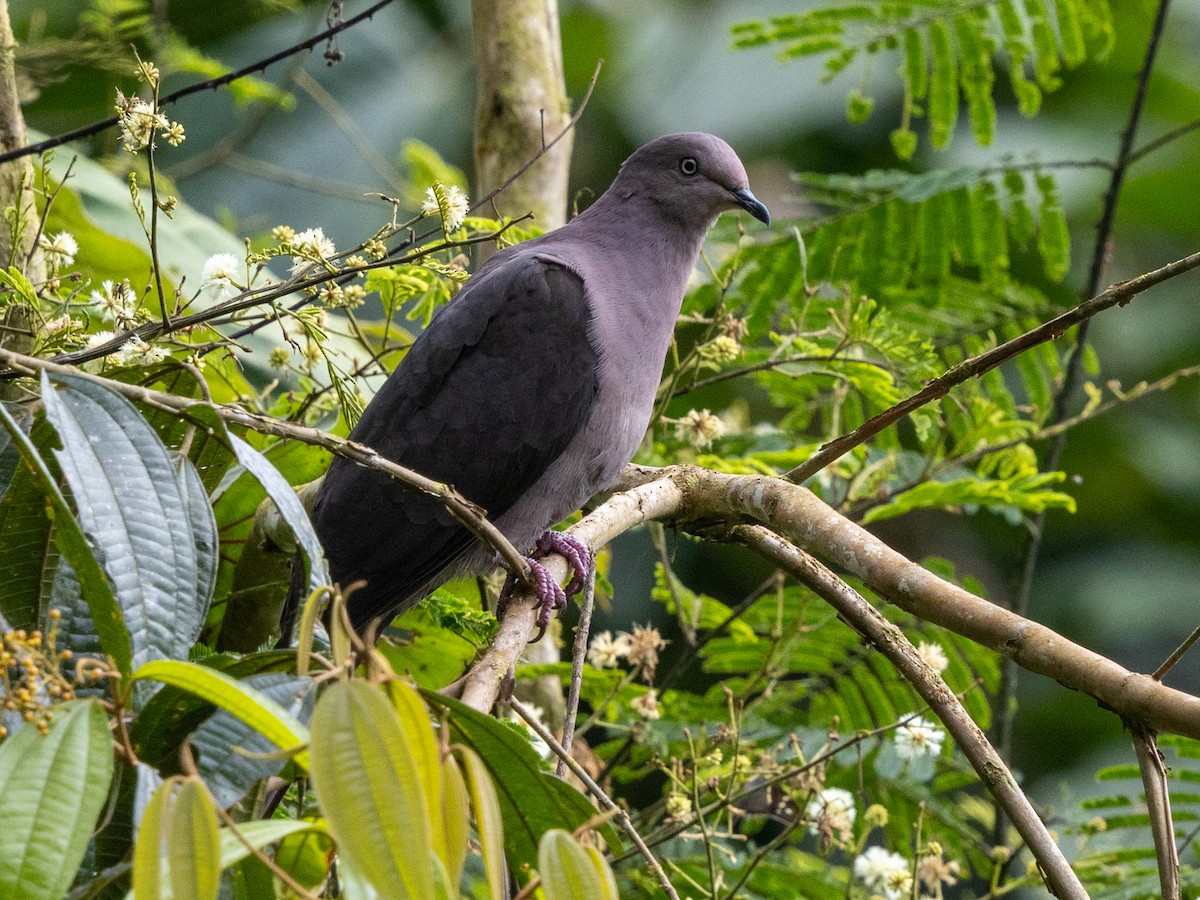 Plumbeous Pigeon - ML641293453