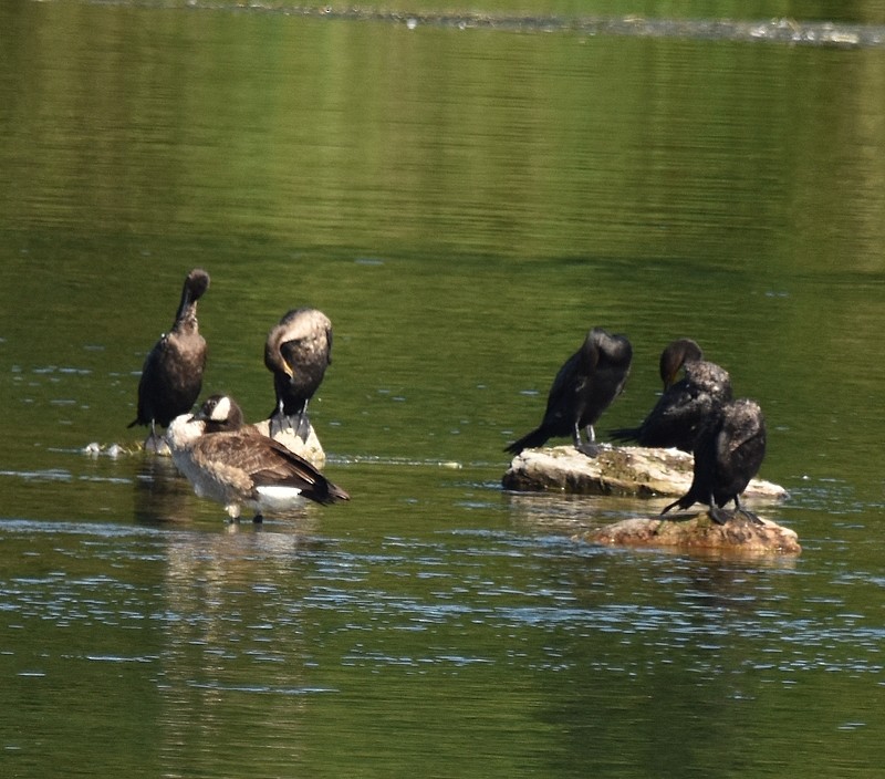 Double-crested Cormorant - ML641293454