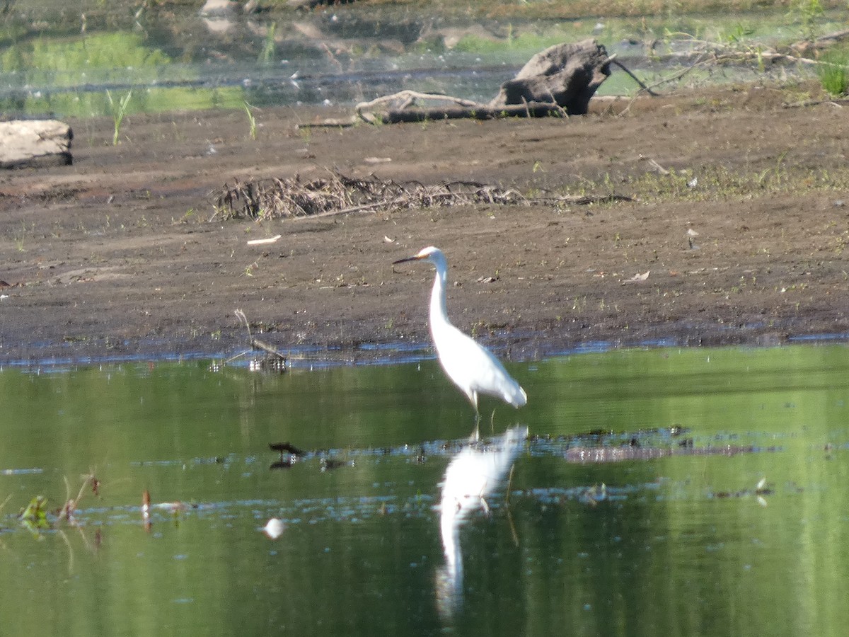 Snowy Egret - ML641293459