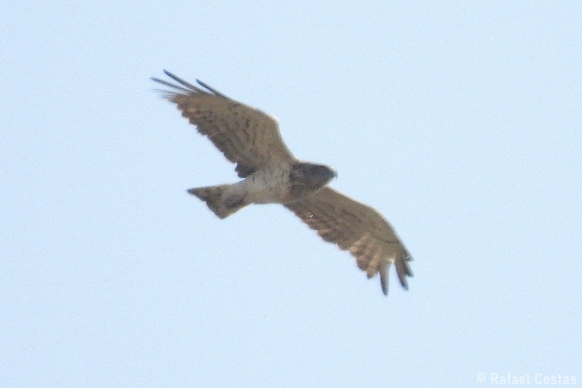 Short-toed Snake-Eagle - ML641293462