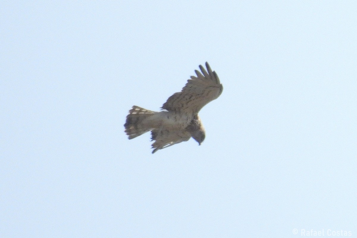 Short-toed Snake-Eagle - ML641293463
