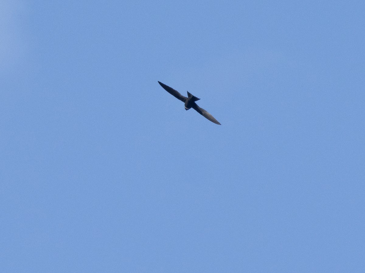 White-collared Swift - ML641293464