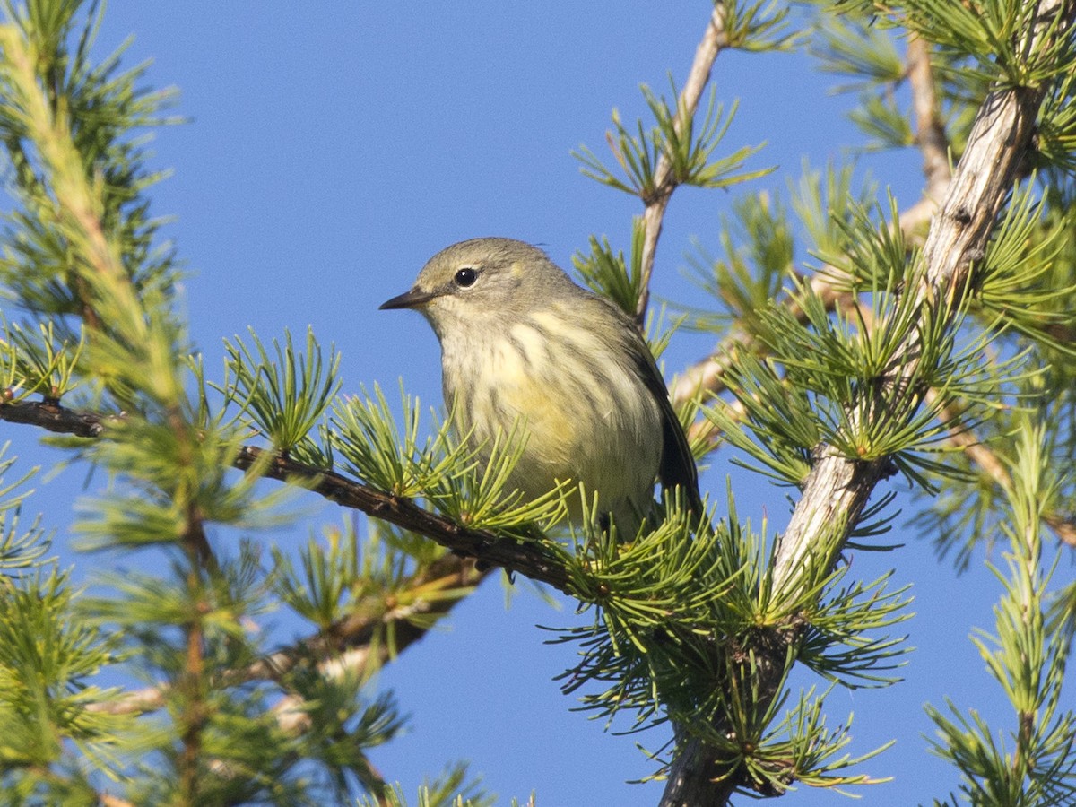 Cape May Warbler - ML641293466