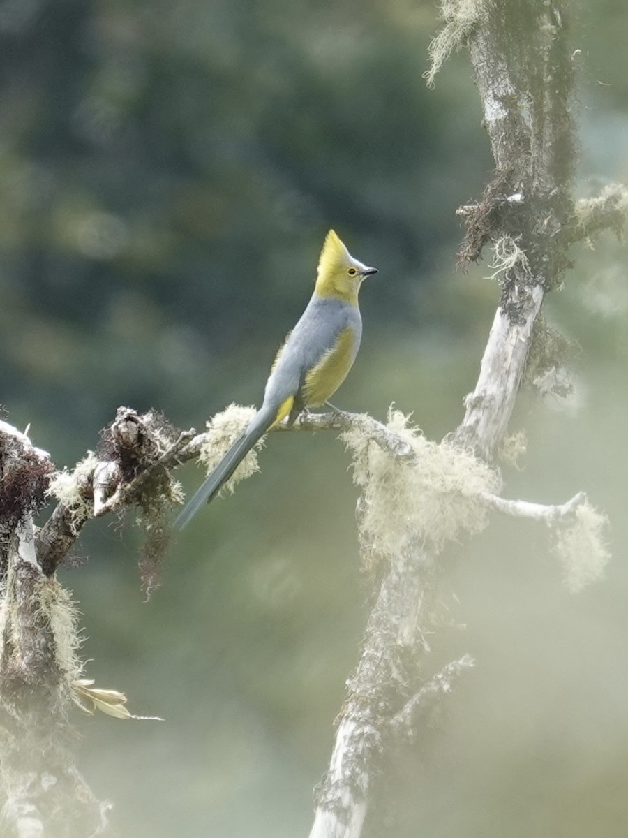 Long-tailed Silky-flycatcher - ML641293467