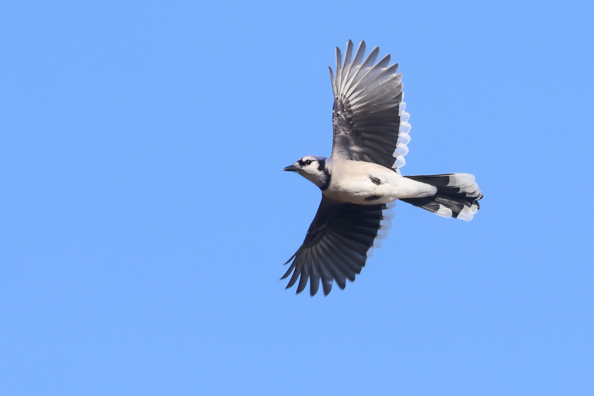 Blue Jay - ML641293468