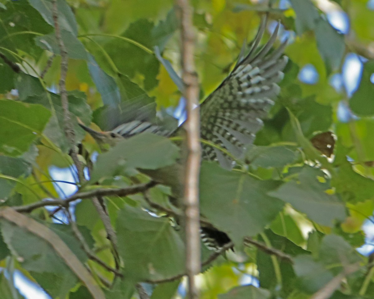 Red-bellied Woodpecker - ML641293469