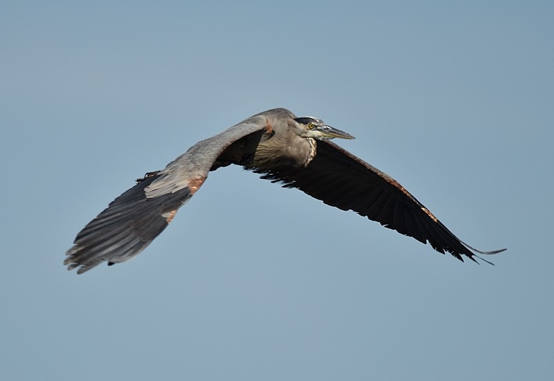 Great Blue Heron - ML641293470