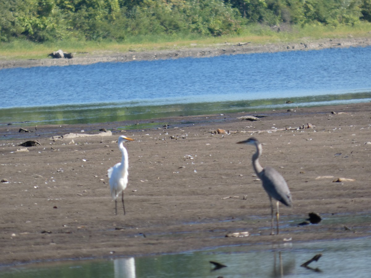 Great Blue Heron - ML641293502