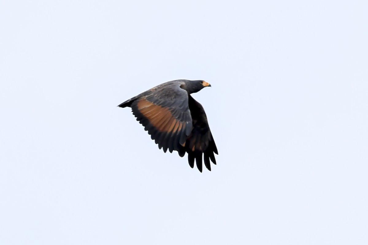 Rufous Crab Hawk - ML641293517
