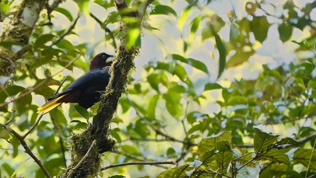 Chestnut-headed Oropendola - ML641293533