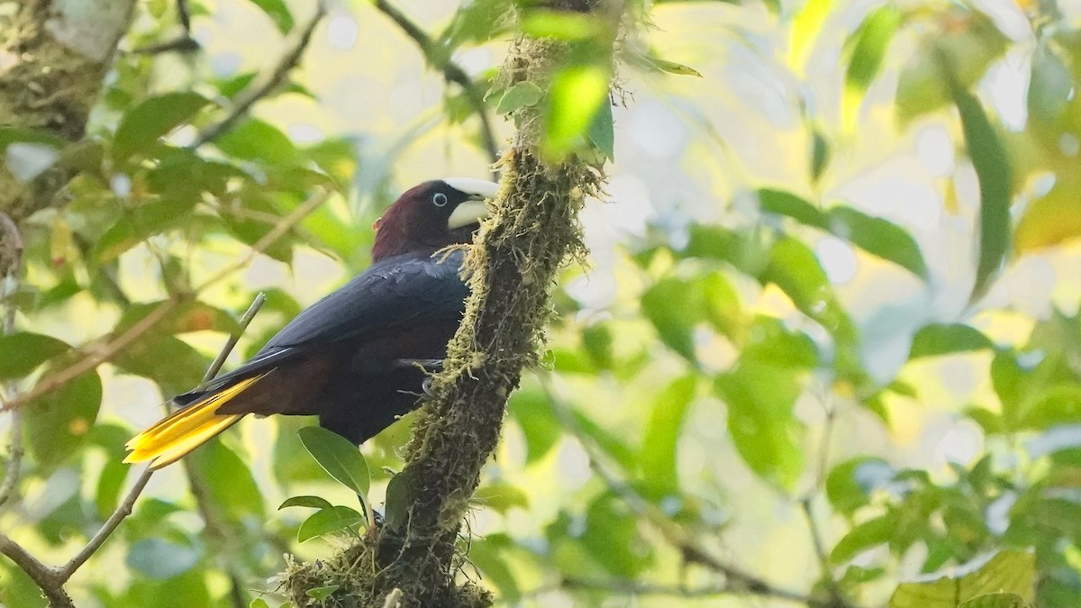 Chestnut-headed Oropendola - ML641293536