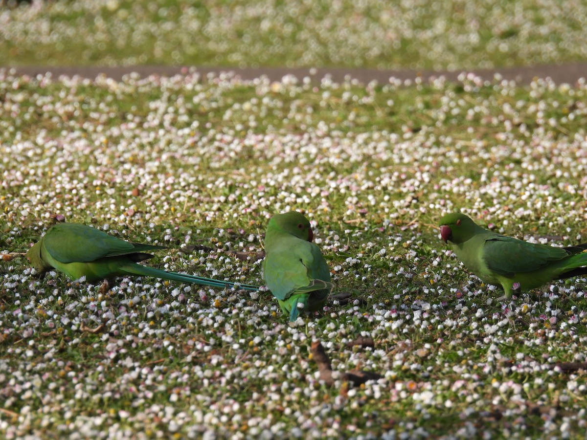 Rose-ringed Parakeet - ML641293538