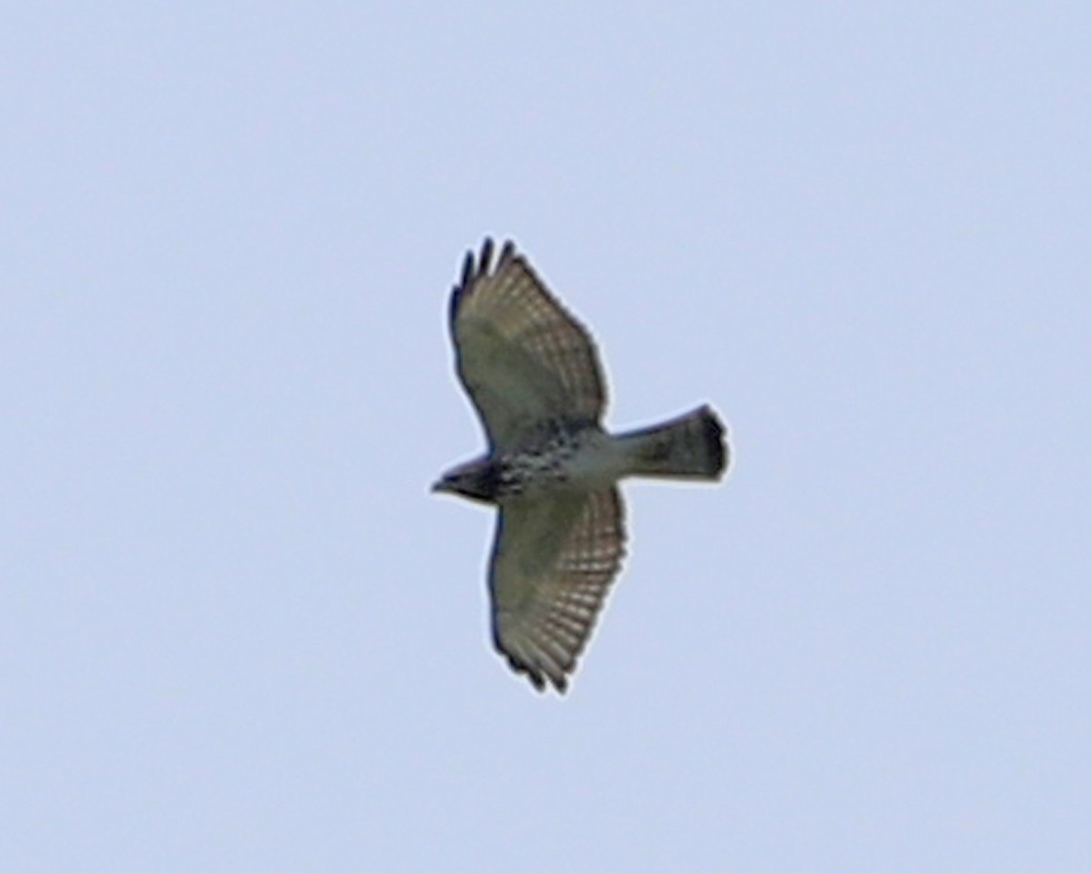 Broad-winged Hawk - ML641293550