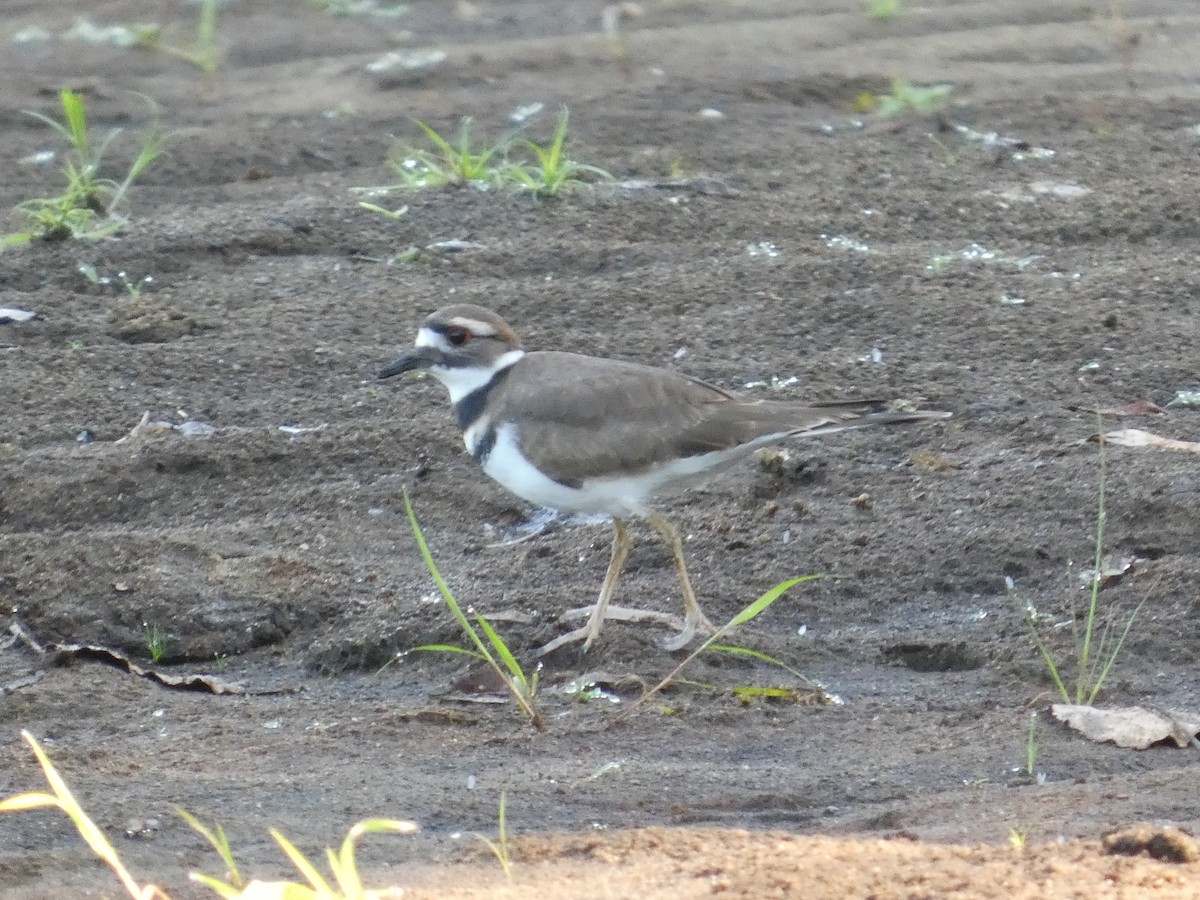 Killdeer - ML641293567