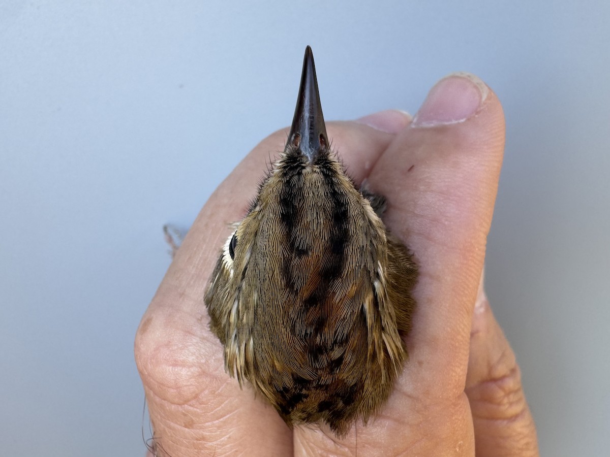 Paruline couronnée - ML641293569