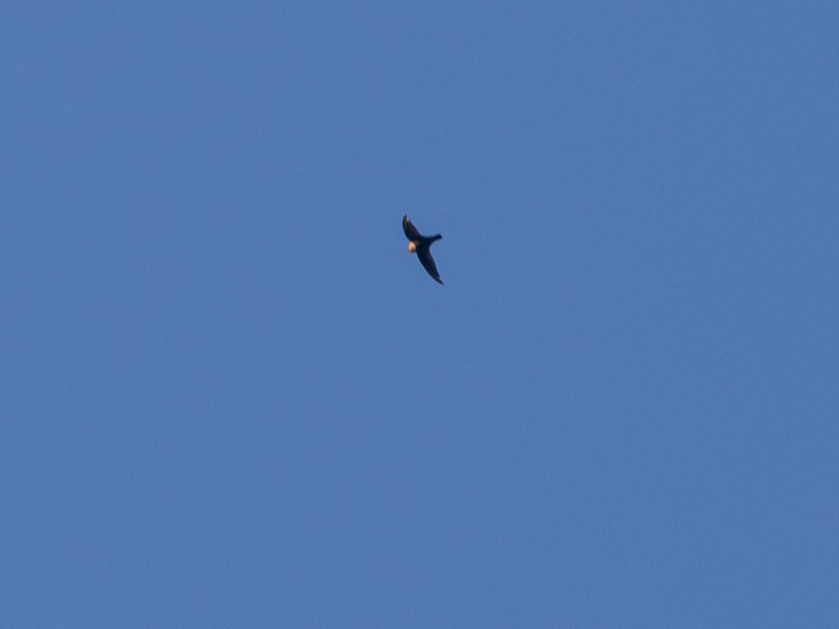 Gray-rumped Swift (Ash-rumped) - ML641293575