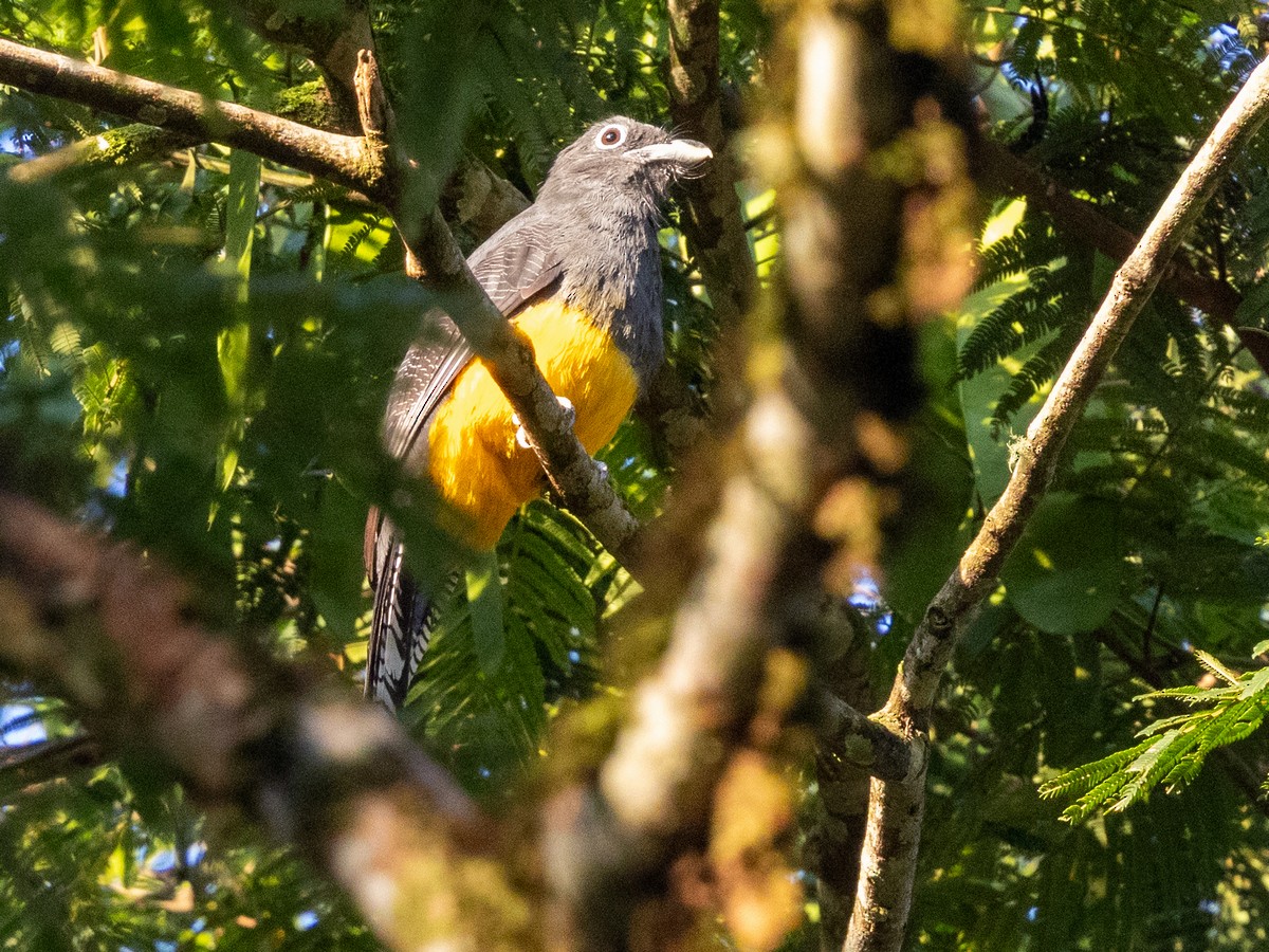 Green-backed Trogon - ML641293578