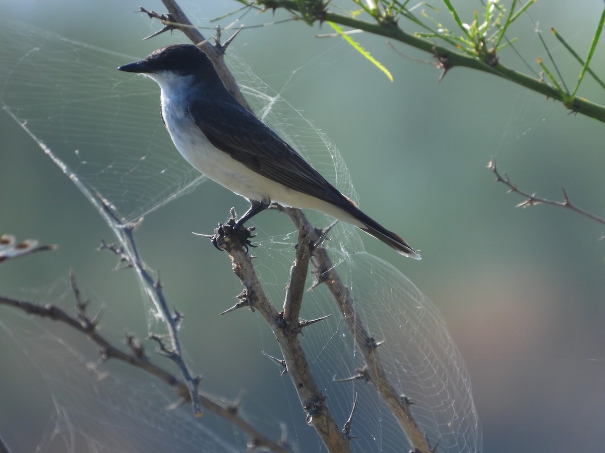 Eastern Kingbird - ML641293580