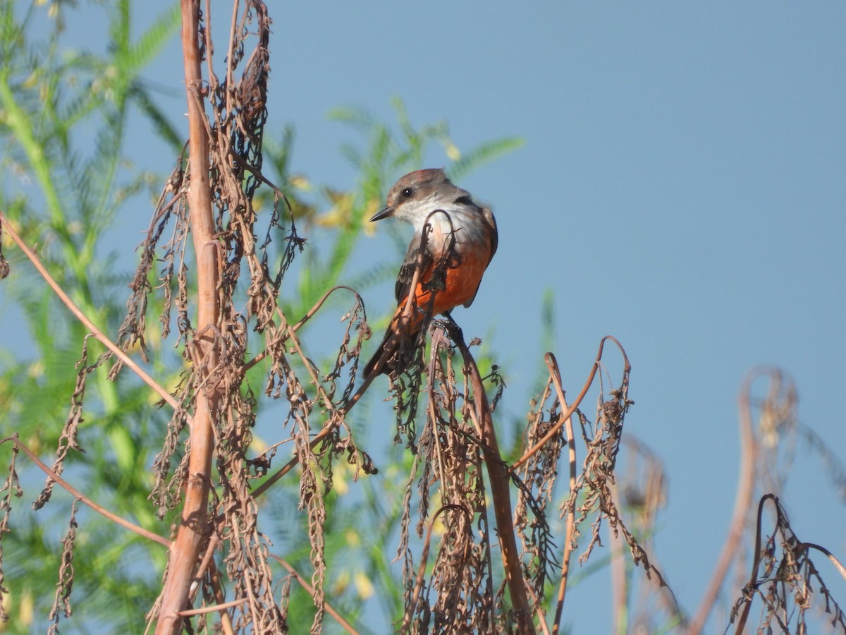 Vermilion Flycatcher - ML641293592