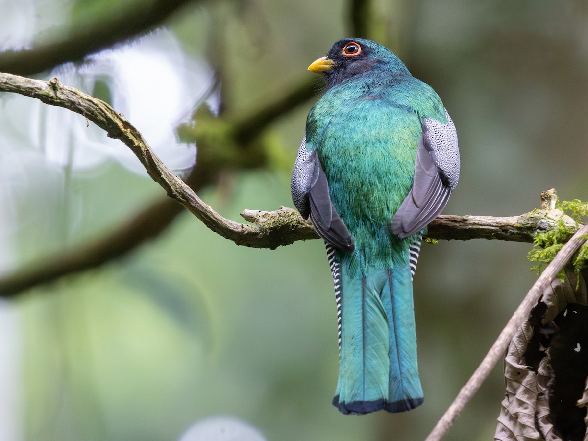 Collared Trogon (Collared) - ML641293597