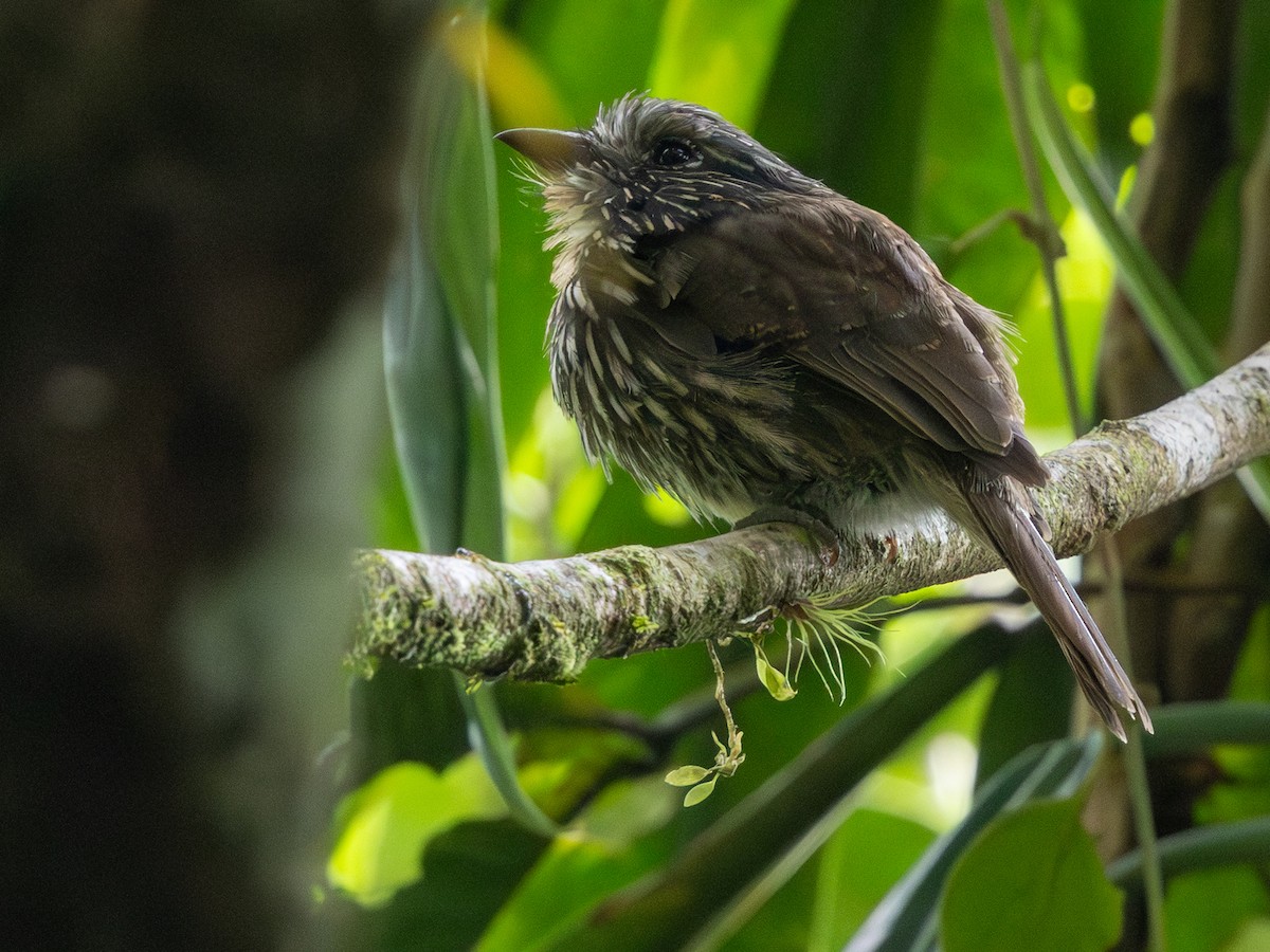 Black-streaked Puffbird - ML641293603