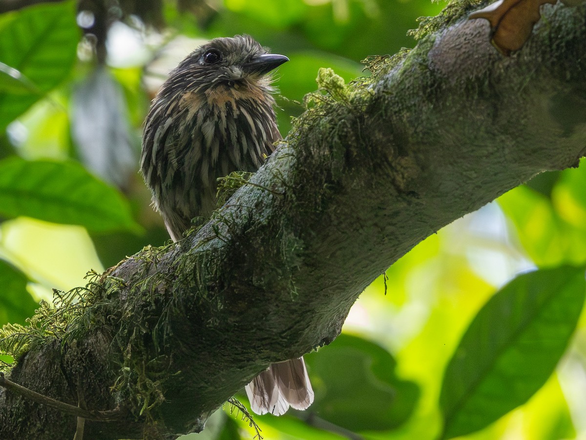 Black-streaked Puffbird - ML641293604