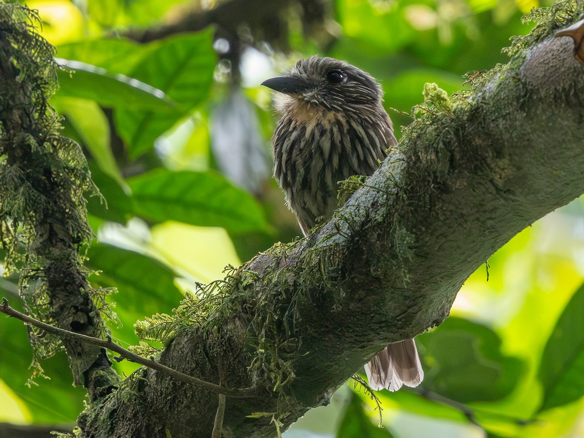 Black-streaked Puffbird - ML641293605
