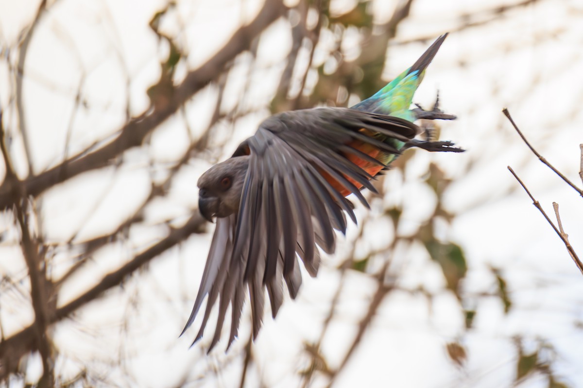 Red-bellied Parrot - ML641293617