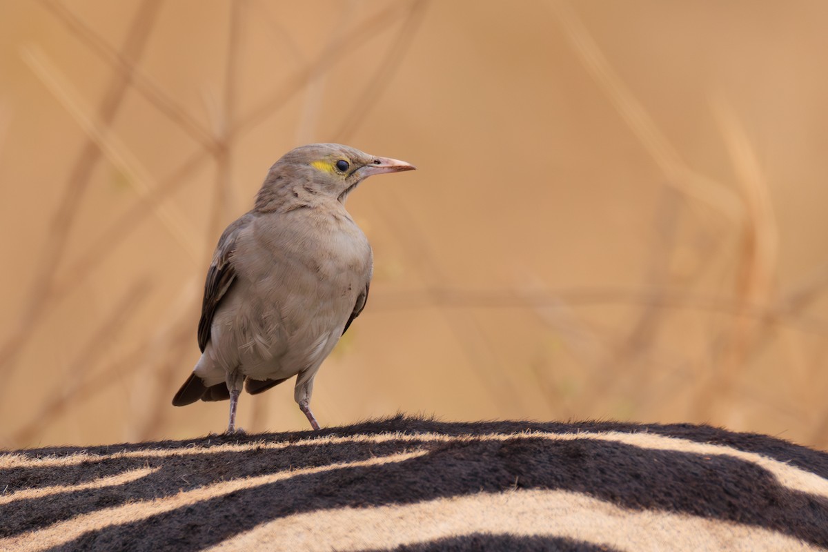 Wattled Starling - ML641293621