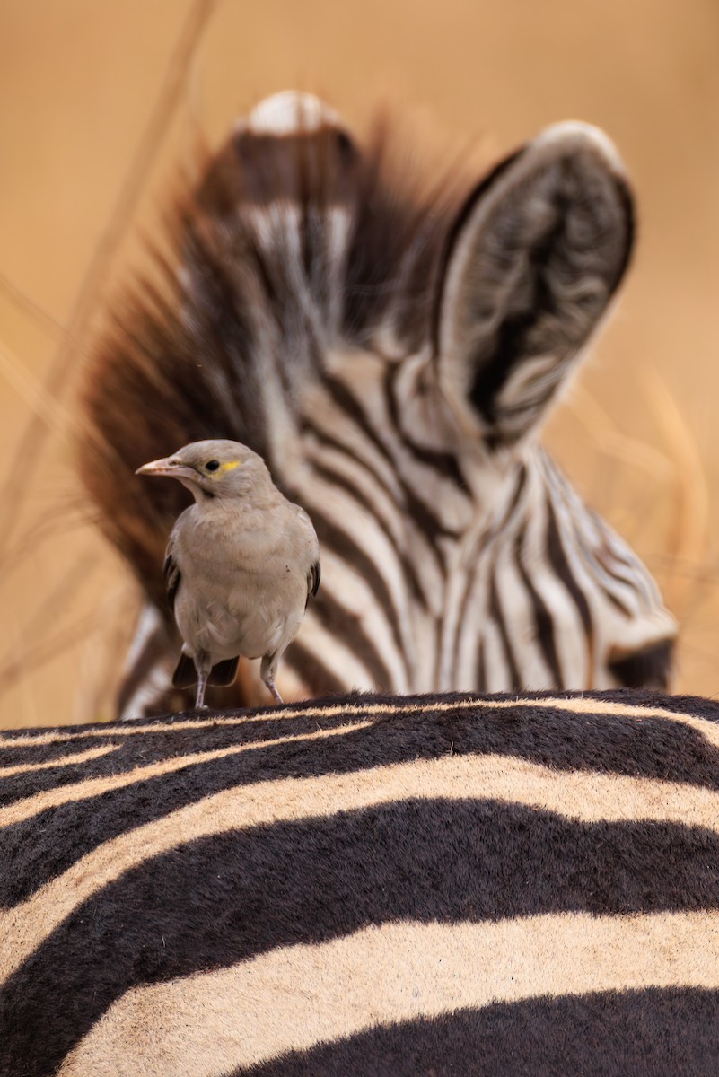 Wattled Starling - ML641293622