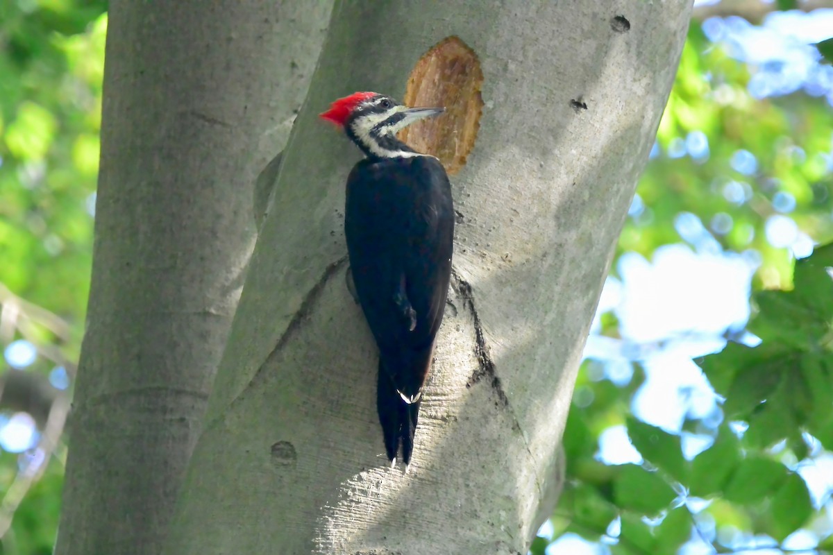 Pileated Woodpecker - ML641293631