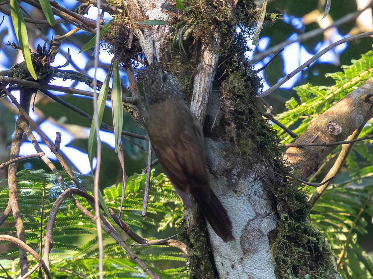 Olive-backed Woodcreeper - ML641293639