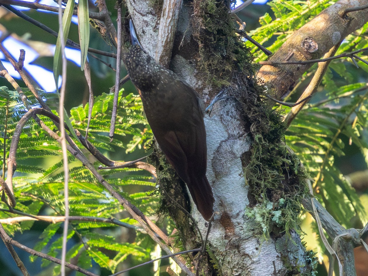Olive-backed Woodcreeper - ML641293640