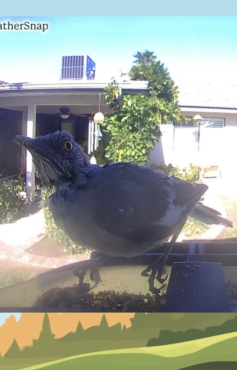 Northern Mockingbird - ML641293645