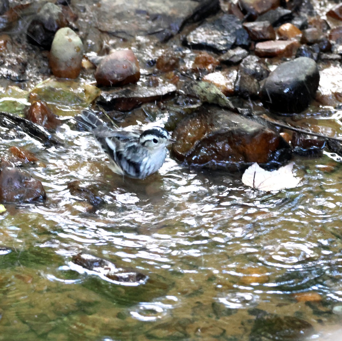 Black-and-white Warbler - ML641293649