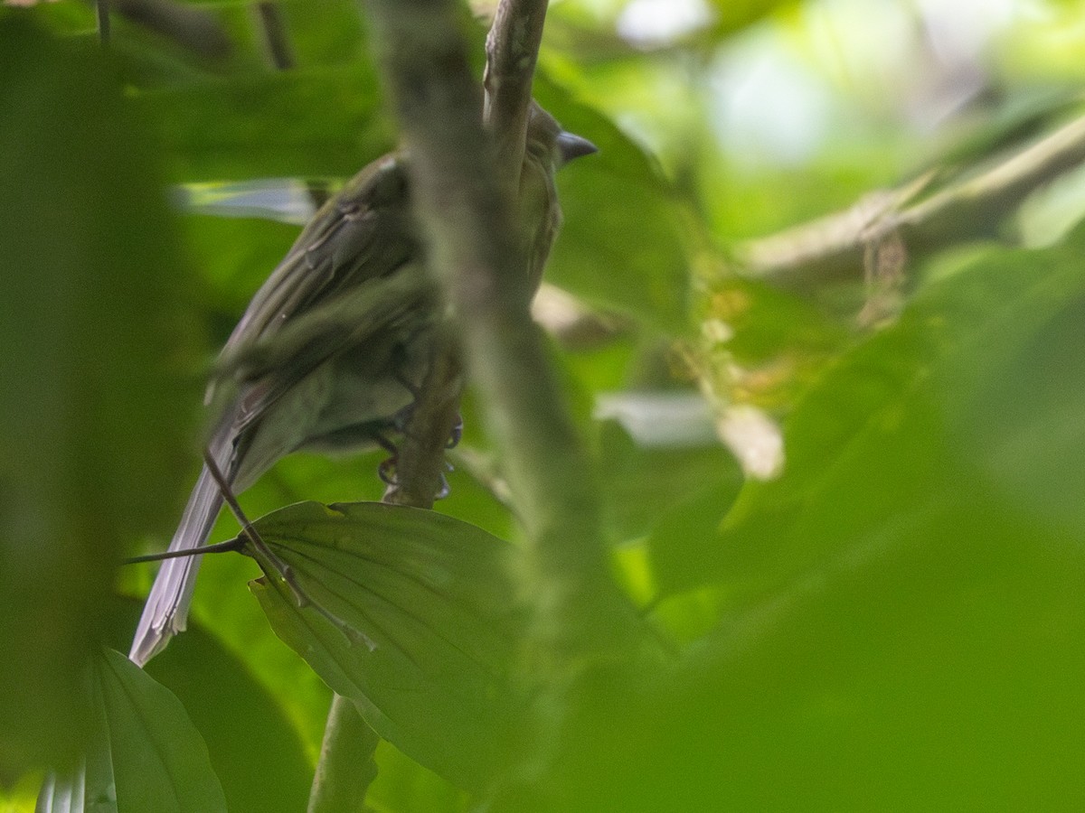 Gray-tailed Piha - ML641293656