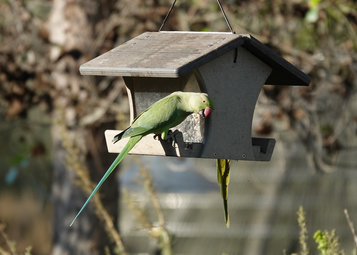 Rose-ringed Parakeet - ML641293666