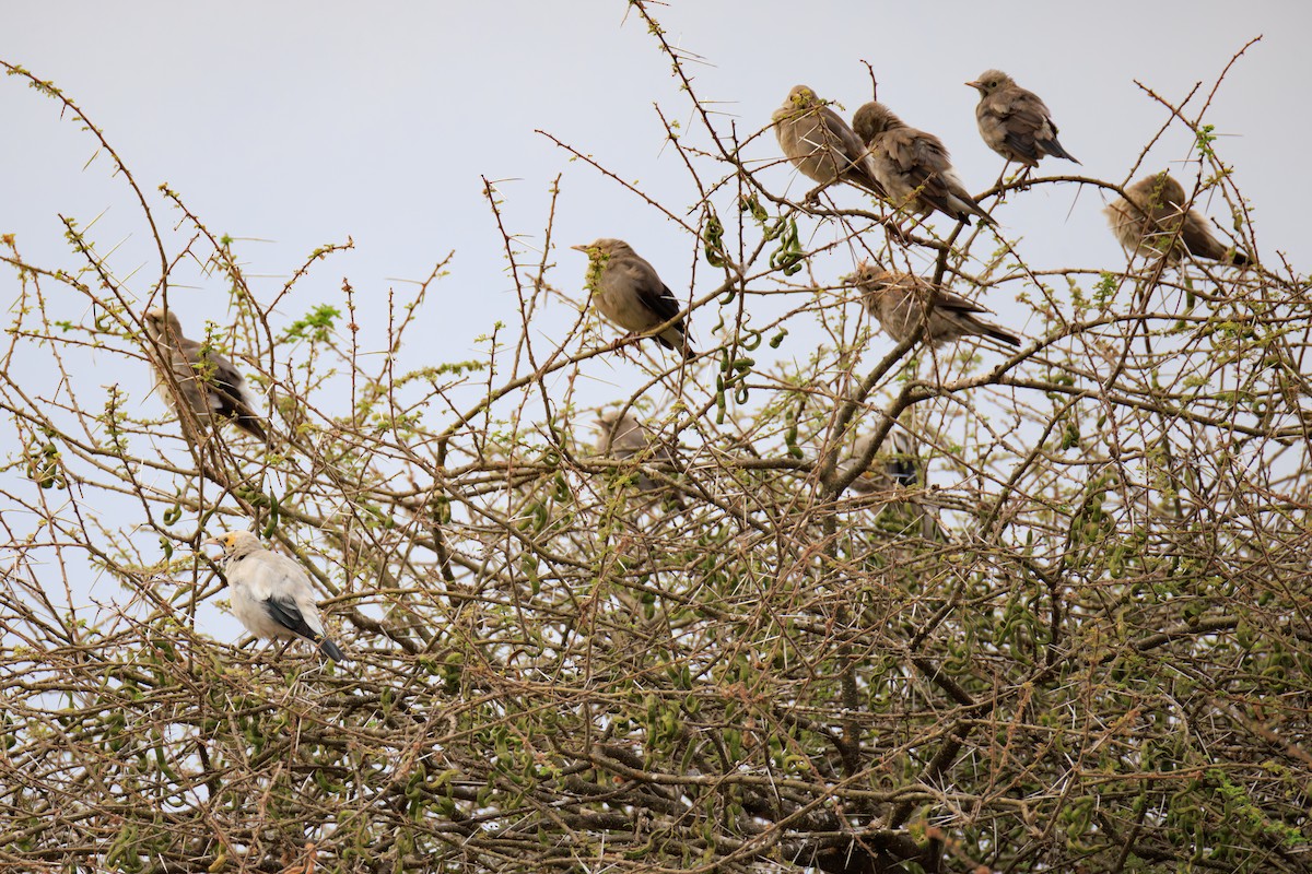 Wattled Starling - ML641293680