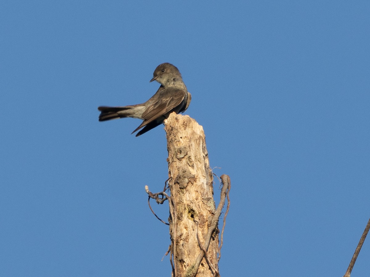 Olive-sided Flycatcher - ML641293688