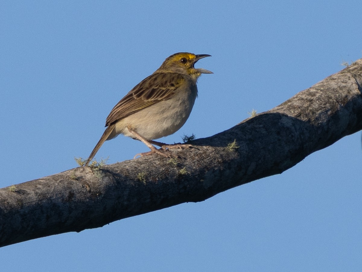 Yellow-browed Sparrow - ML641293700