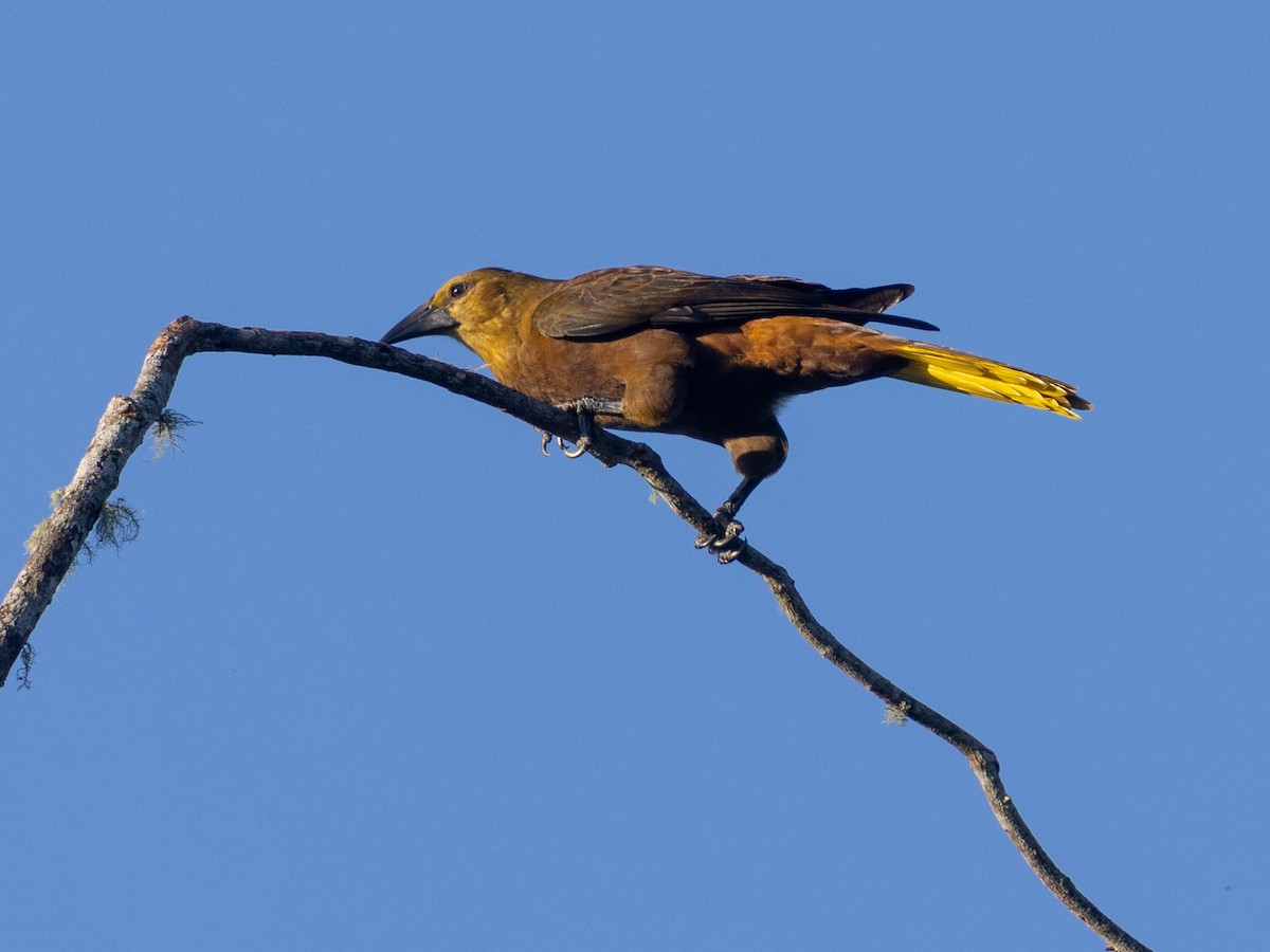 Russet-backed Oropendola (Russet-backed) - ML641293707