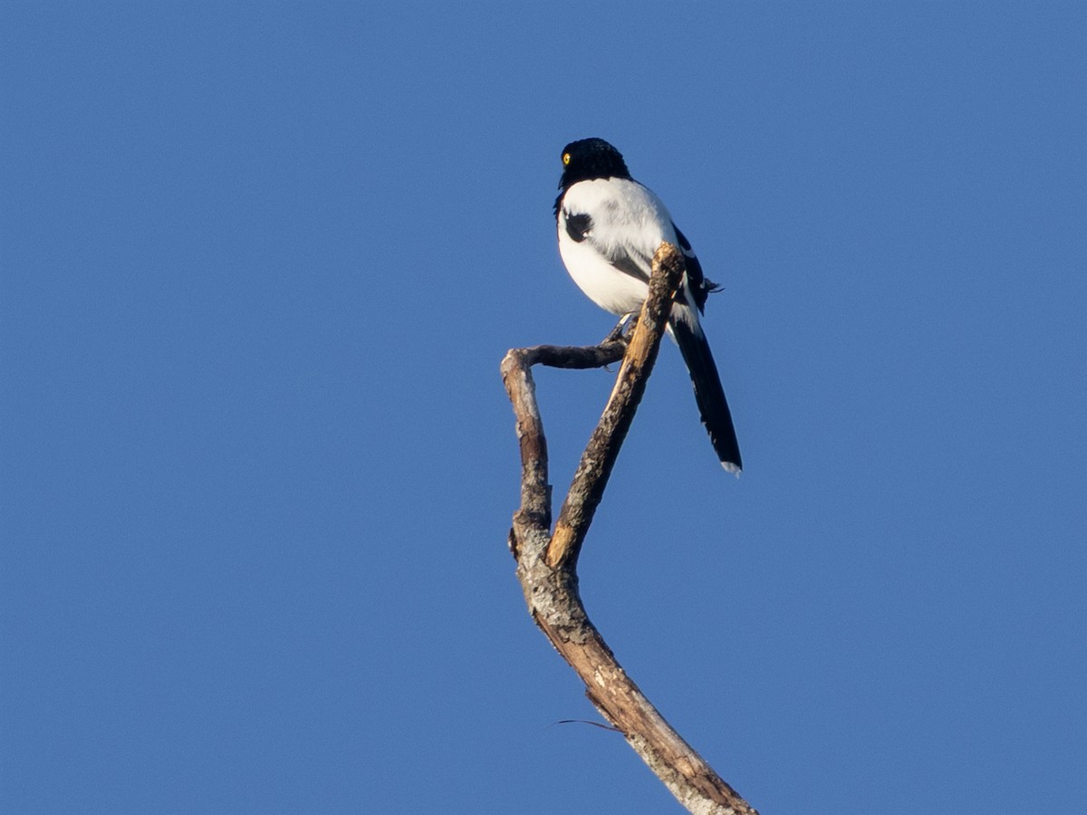 Magpie Tanager - ML641293718