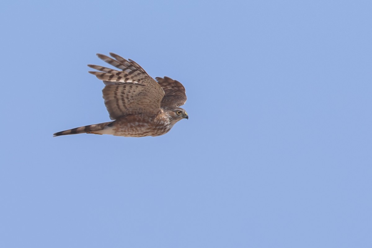Sharp-shinned Hawk - ML641293769