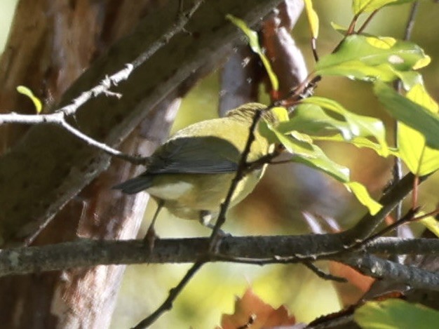 møllparula - ML641293770