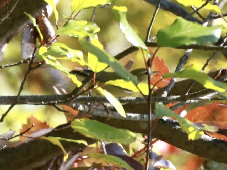 møllparula - ML641293773