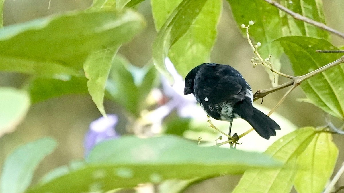 Variable Seedeater - ML641293799