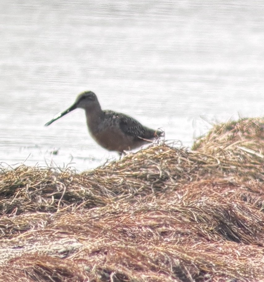 Short-billed/Long-billed Dowitcher - ML641293808